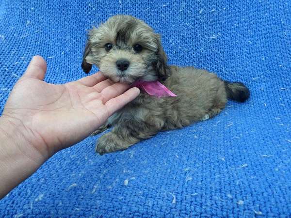 female-shih-poo-dog