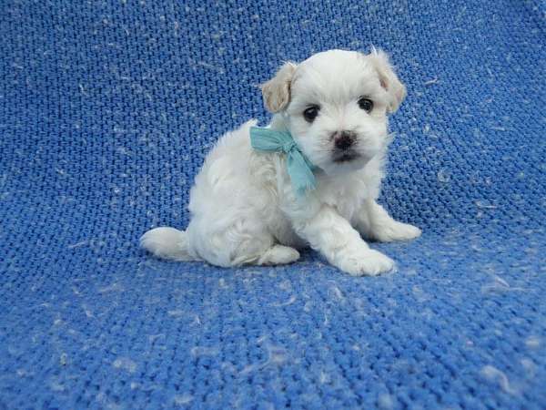 male-shih-poo-dog