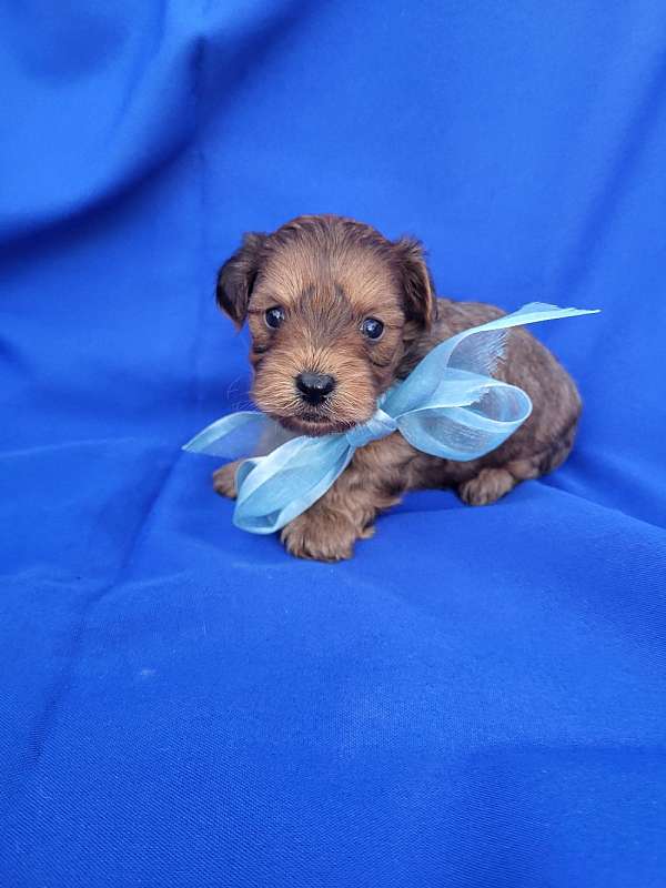 male-maltese-dog