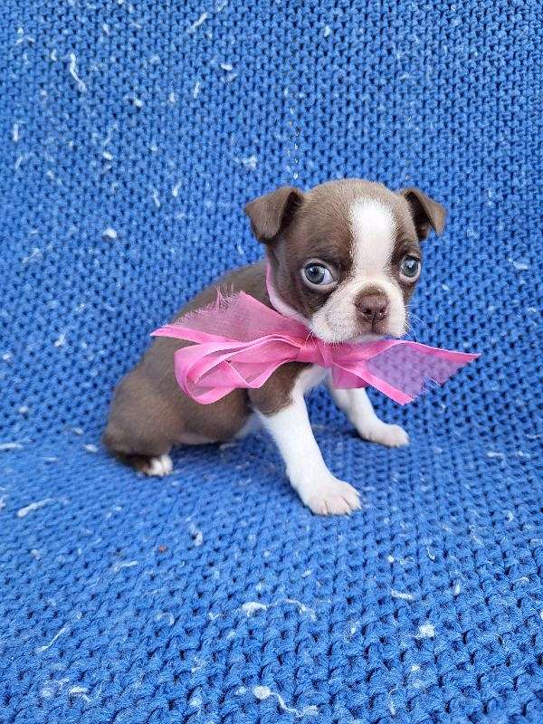 female-boston-terrier-puppy