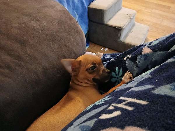 male-chihuahua-puppy