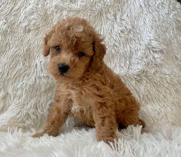 mixed-malti-poo-dog