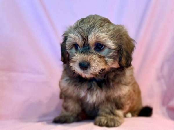 mixed-shih-poo-dog