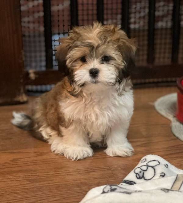 shihtzu-mal-shi