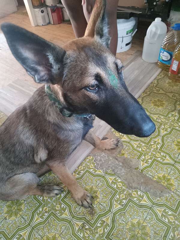 toy-belgian-malinois