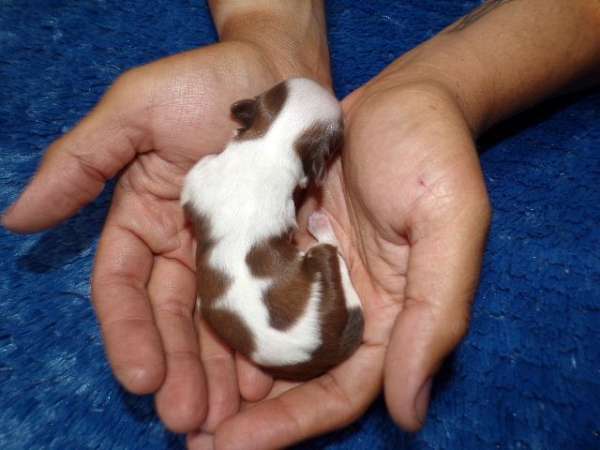 liver-long-haired-shih-tzu