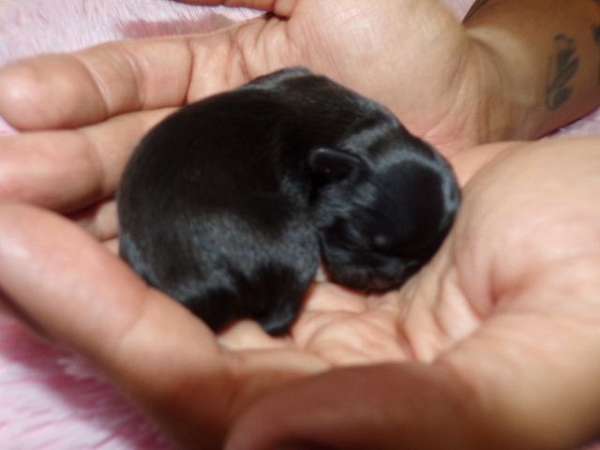 long-haired-shih-tzu