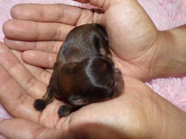 female-shih-tzu-dog