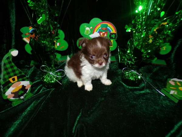 long-haired-shih-tzu