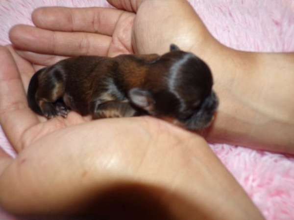 long-haired-shih-tzu