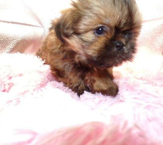 long-haired-shih-tzu