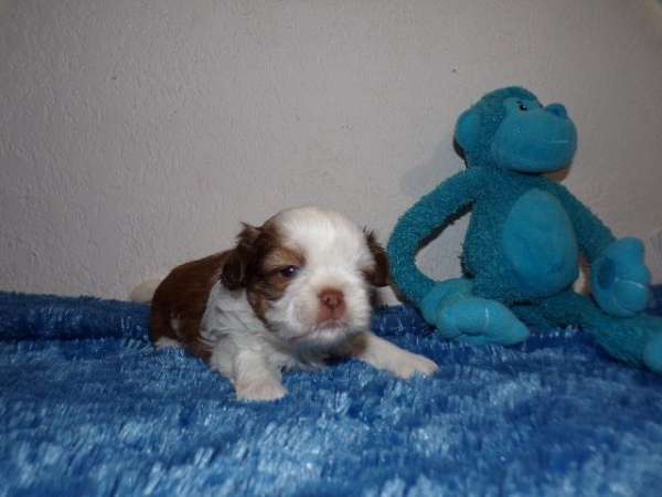 orange-white-long-haired-shih-tzu