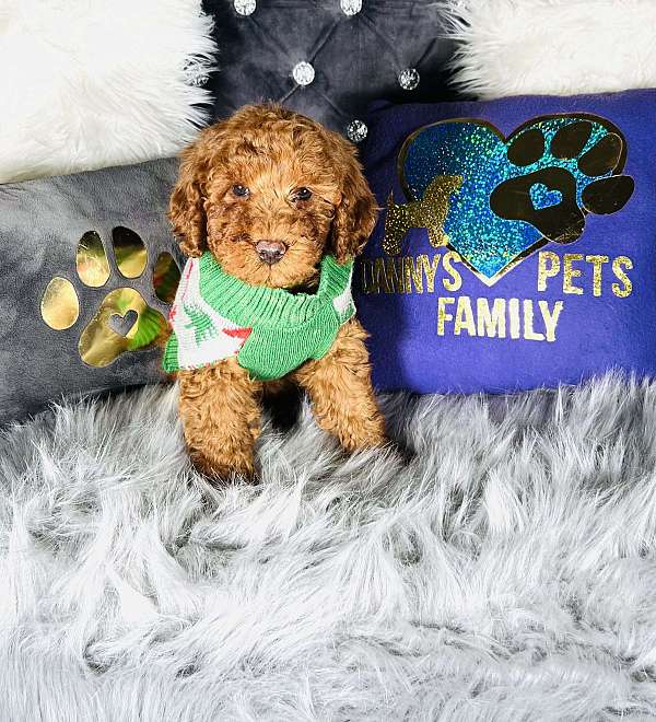 male-miniature-goldendoodle-dog