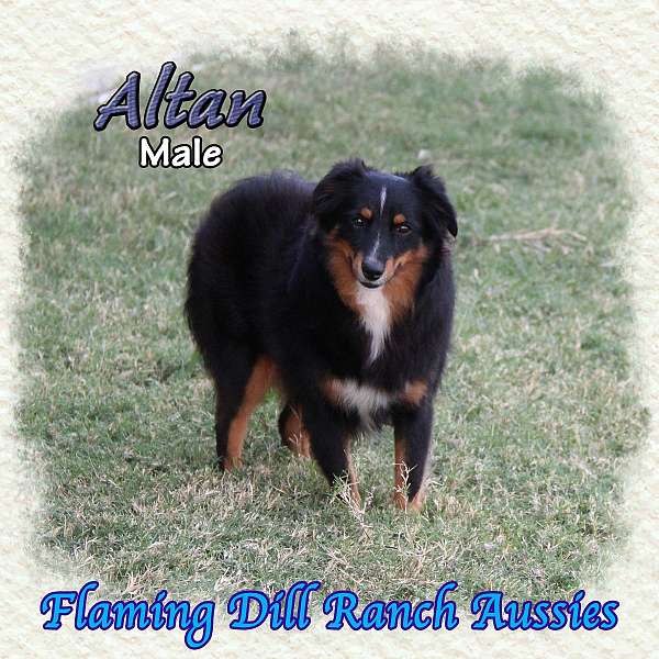 amazing-family-dog-mini-australian-shepherd