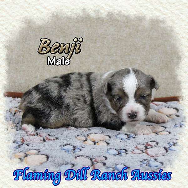 toy-merle-mini-australian-shepherd