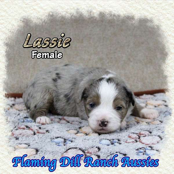 double-coated-mini-australian-shepherd