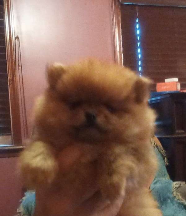 toy-tan-pomeranian