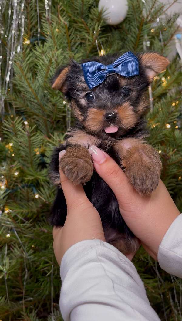 mixed-yorkshire-terrier-puppy