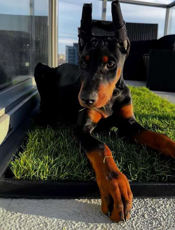 mixed-doberman-pinscher-puppy