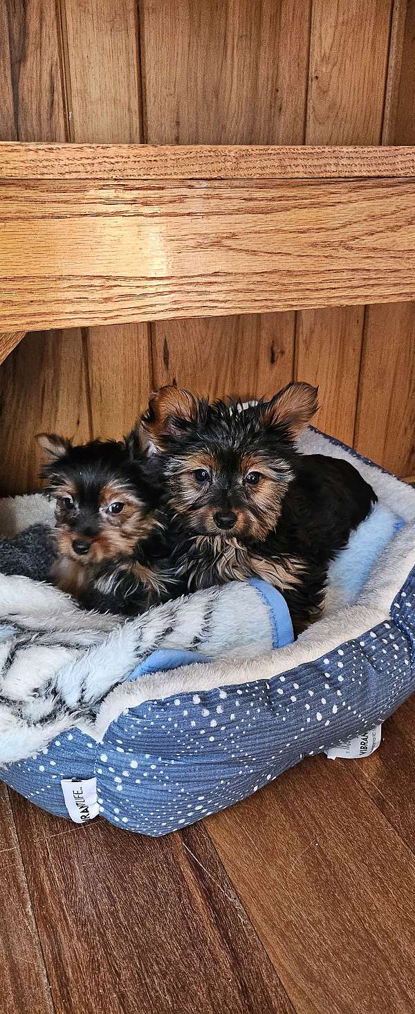 female-yorkshire-terrier-puppy