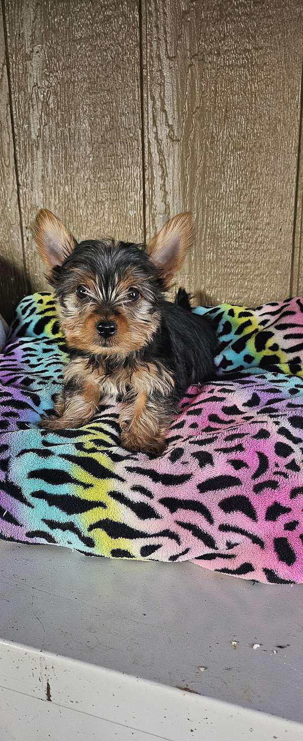 male-yorkshire-terrier-dog