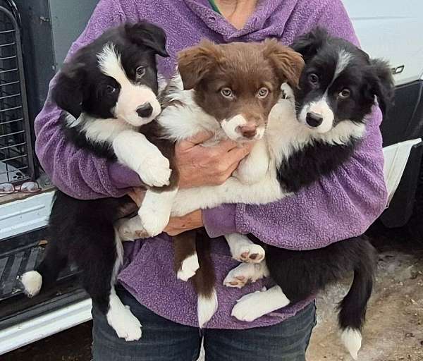 adorable-border-aussie