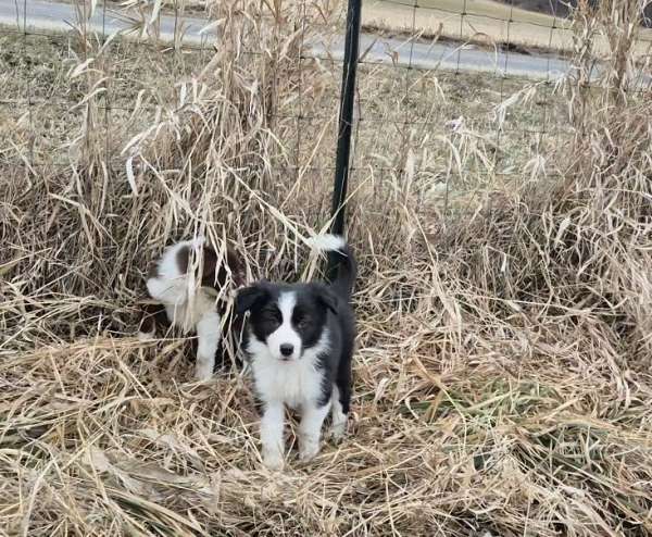 red-white-border-aussie