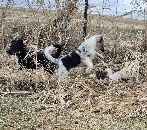 family-puppy-collie