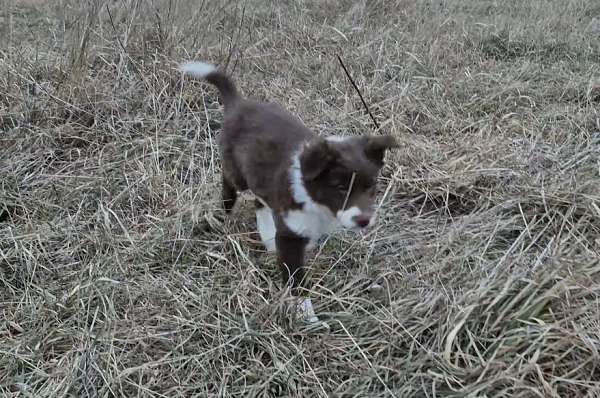 mixed-border-aussie-puppy