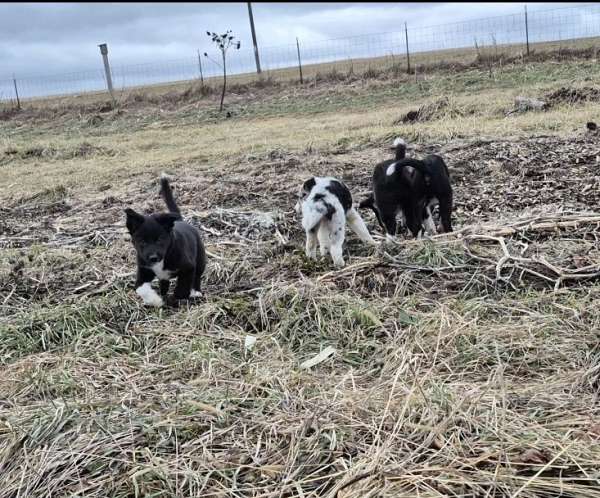 border-aussie-puppy-for-sale