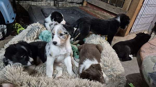 border-aussie-puppy