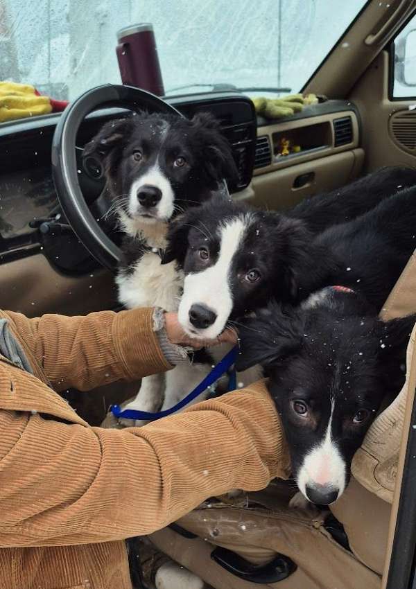 border-aussie-puppy