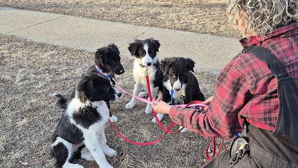 adorable-border-aussie