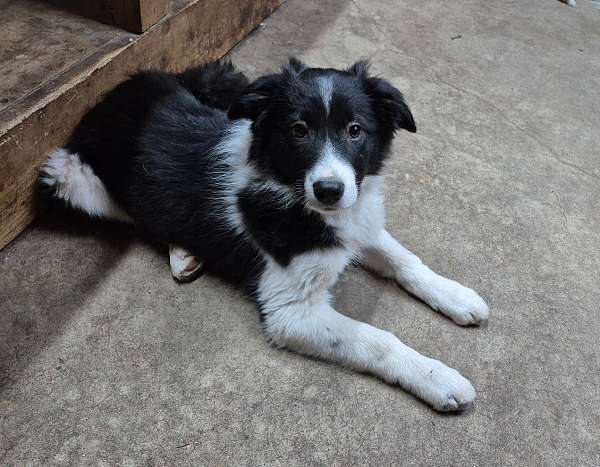 family-puppy-border-aussie