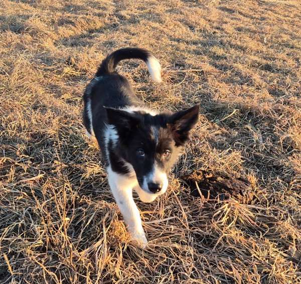 healthy-border-aussie