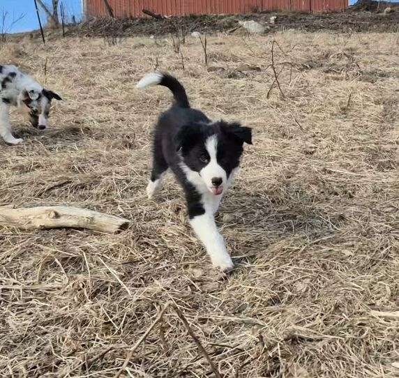 herding-border-aussie