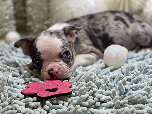 mixed-boston-terrier-dog