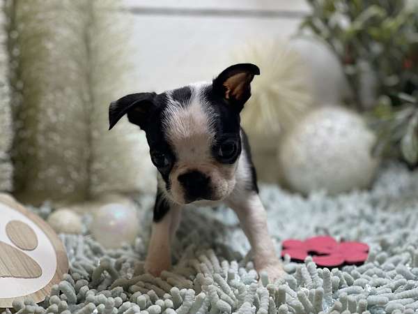 mixed-boston-terrier