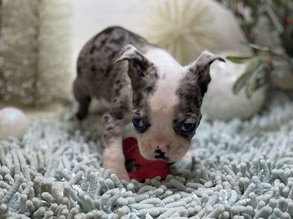 small-boston-terrier