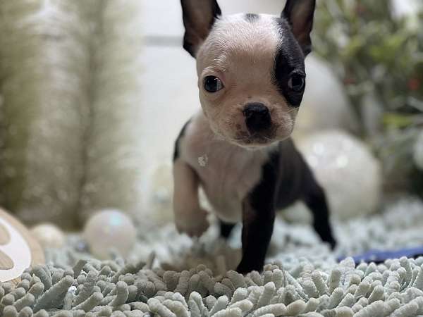 boston-terrier