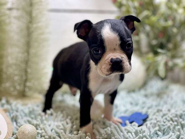 boston-terrier-dog-for-sale