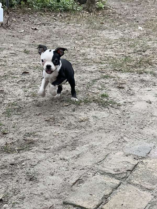 mixed-boston-terrier