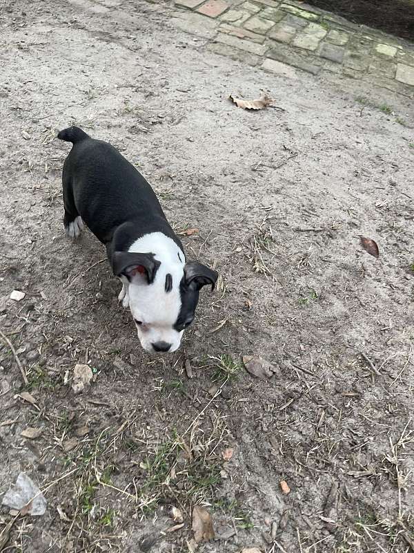 mixed-boston-terrier-dog