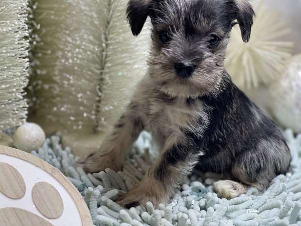 small-miniature-schnauzzie