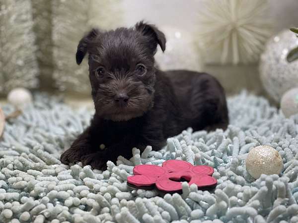 miniature-schnauzzie-dog