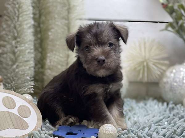 kid-friendly-miniature-schnauzzie