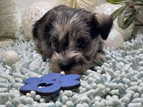 pet-friendly-miniature-schnauzzie