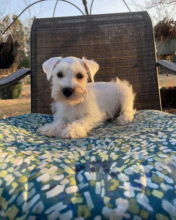 small-miniature-schnauzzie