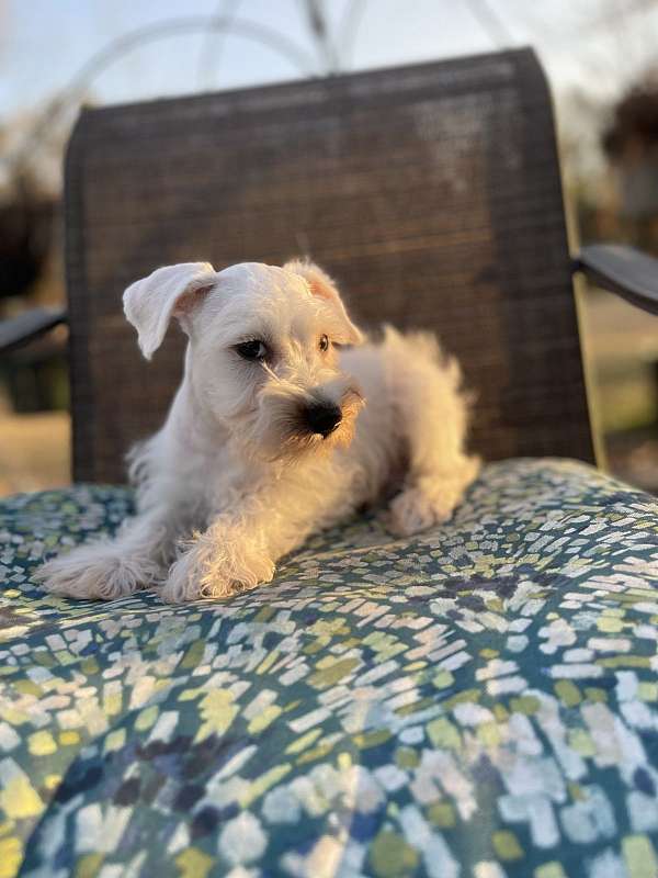 miniature-schnauzzie-dog