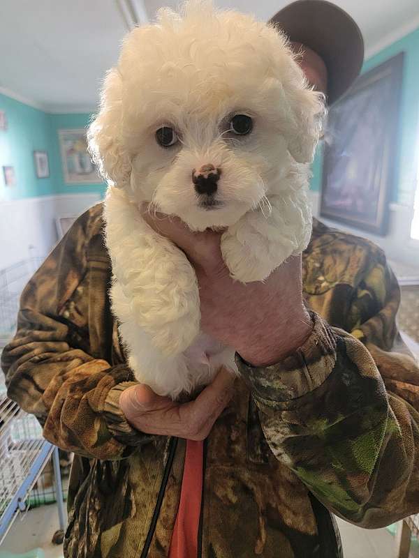 male-malti-poo-dog